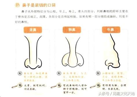 繼室鼻|長繼室鼻的人運勢如何？